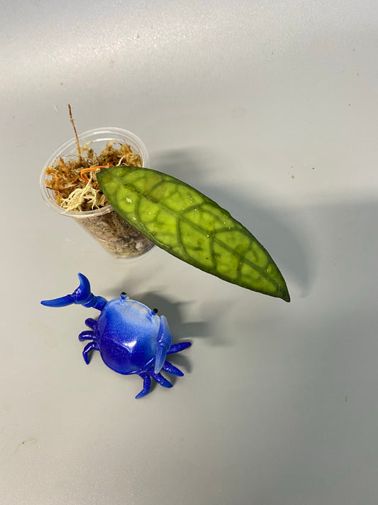 Hoya finlaysonii songkha - unrooted