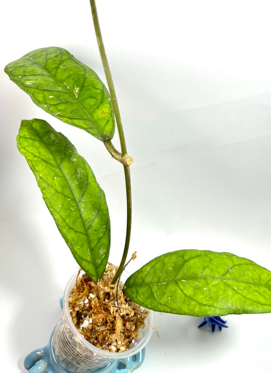 Hoya alyona  - Unrooted