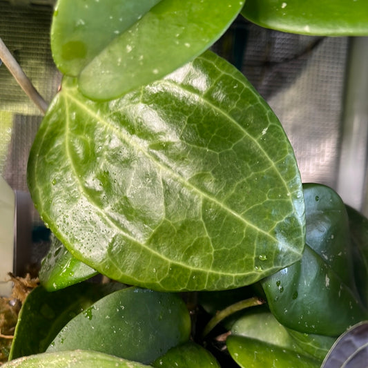 Hoya sulawesi GPS 8867 - fresh cut 1 node - Unrooted