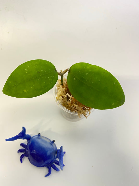 Hoya Hat Som Paen - unrooted