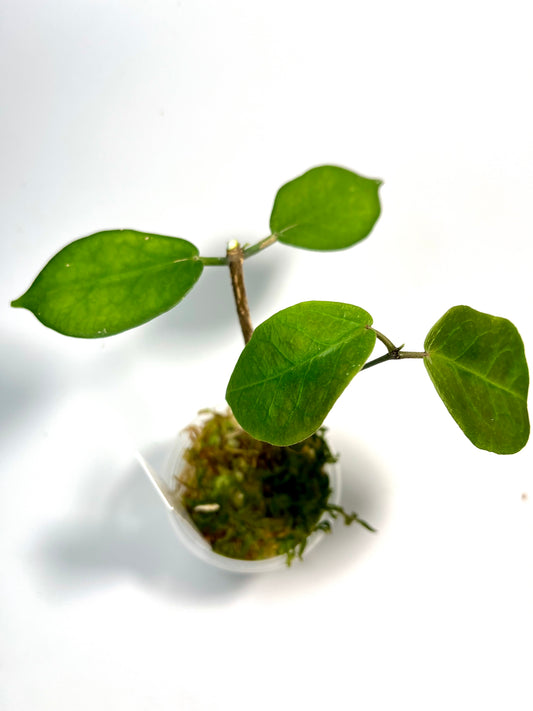 Hoya megalaster - active growth