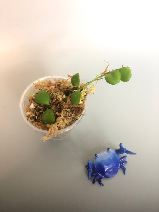 Hoya heuschkeliana - starting to root