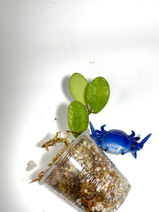 Hoya ets-10 - Unrooted