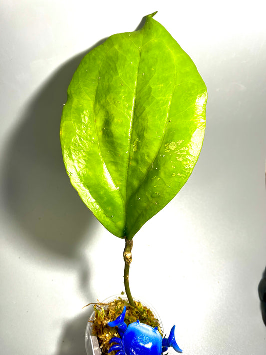 Hoya lambii - starting to root