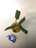 Hoya rotundiflora - rooted