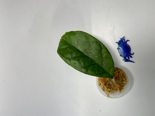 Hoya svetlana - starting to root