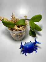 Hoya isabelchanae / GPS 7-35- unrooted