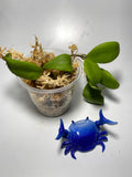 Hoya isabelchanae / GPS 7-35- unrooted