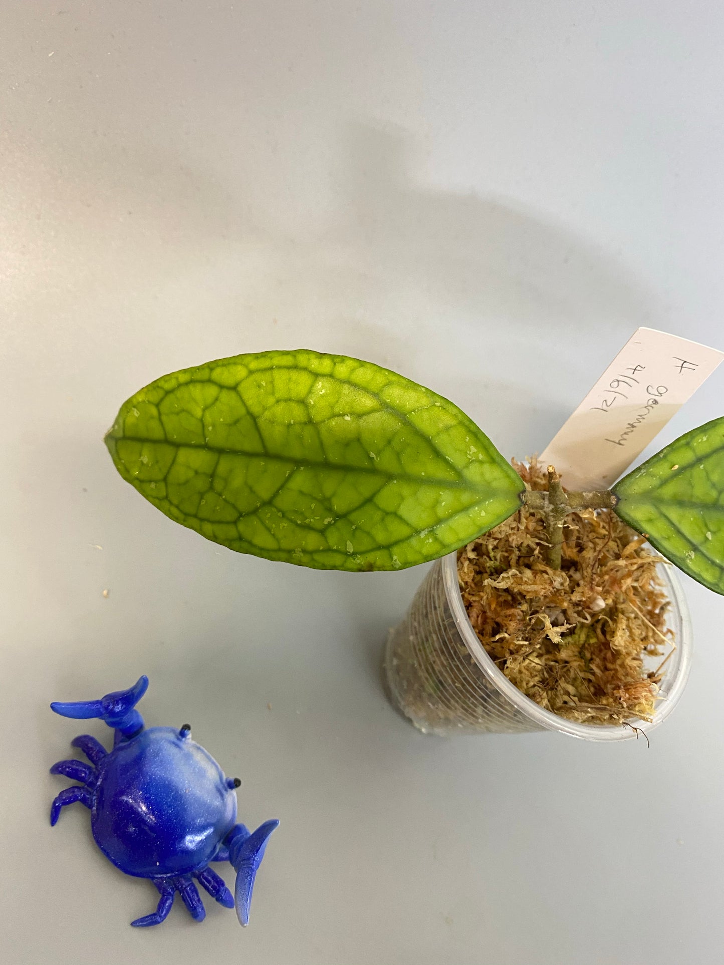 Hoya Germany - Unrooted fresh cutting