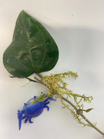 Hoya glabra - actively growing