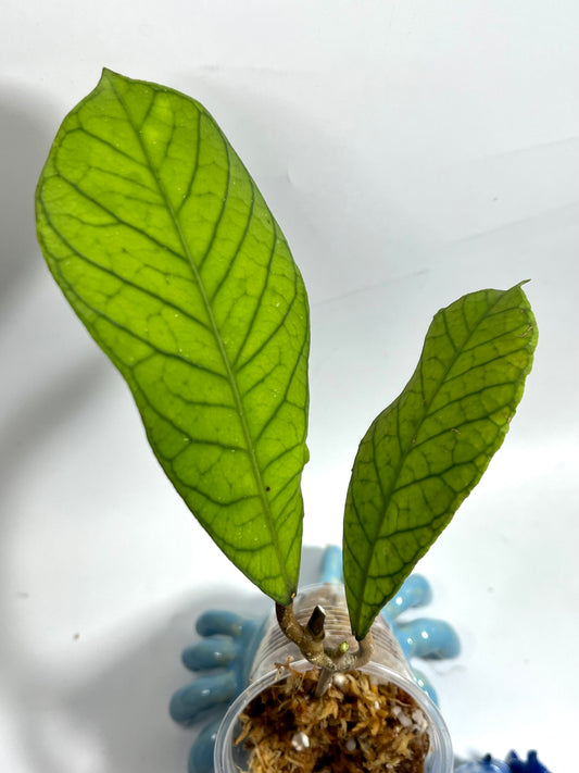 Hoya sp RP013 - Unrooted