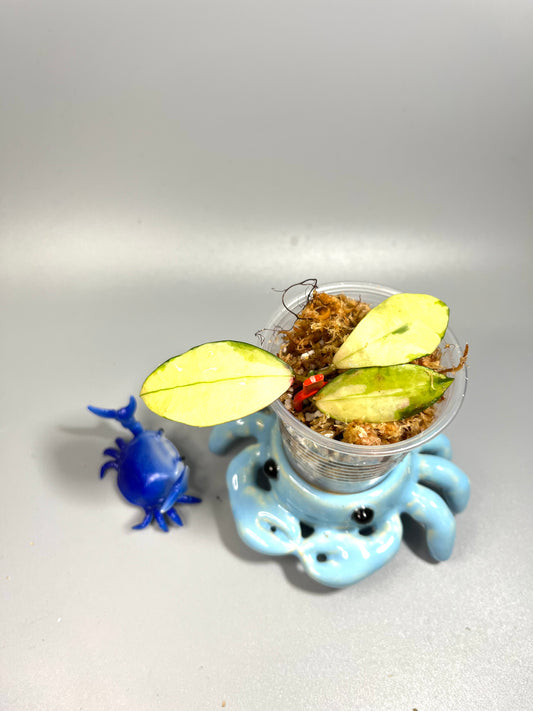 Hoya walliniana variegated - Unrooted