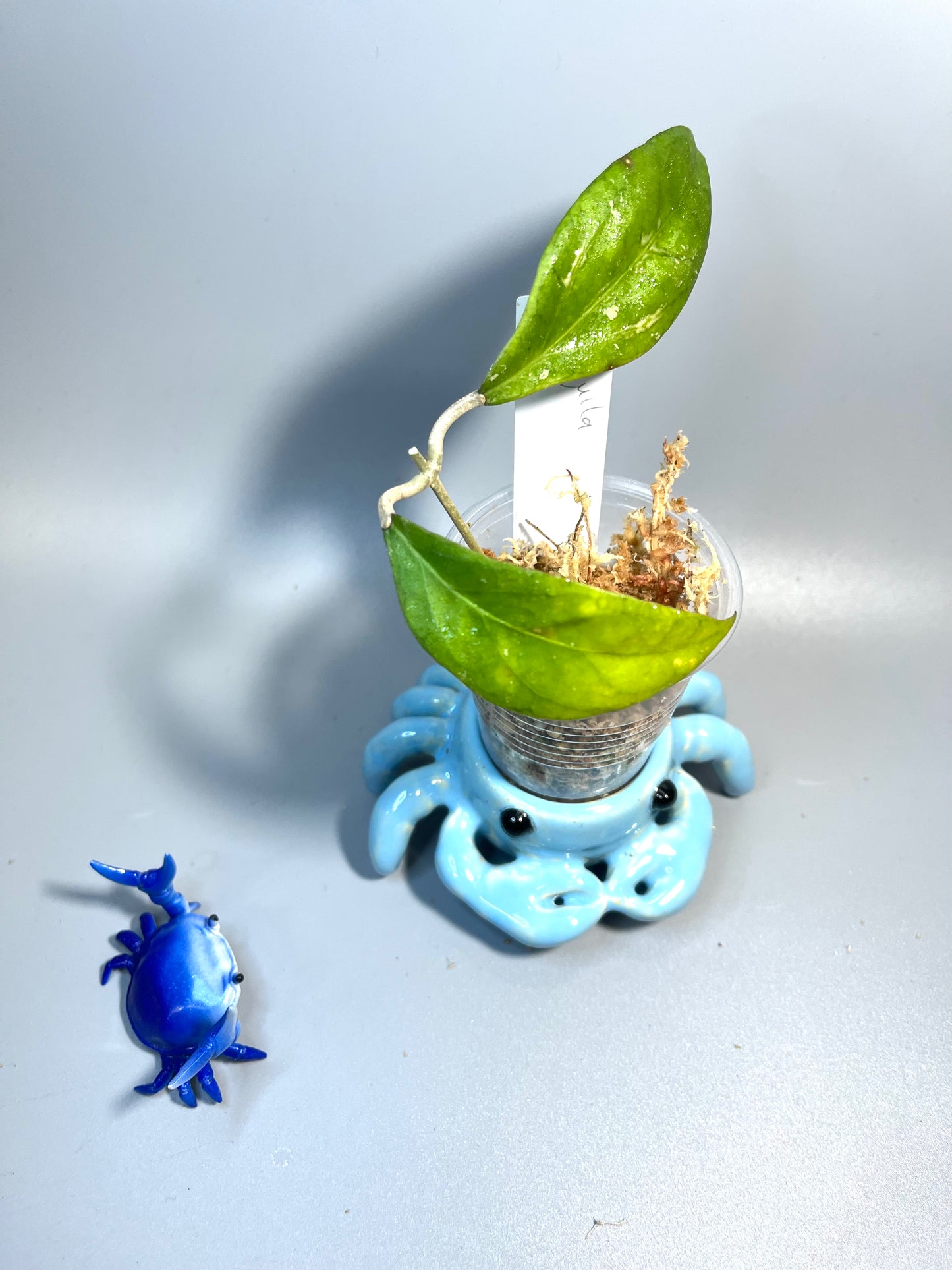 Hoya tequila sunrise - unrooted