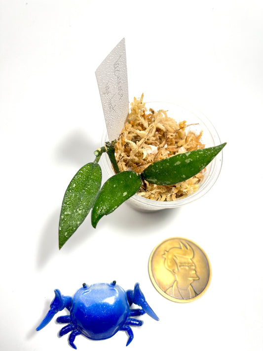 Hoya lacunosa mr tent EPC 329 - Unrooted