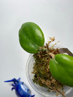 Hoya fitchii x unknown - has some roots
