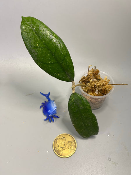 Hoya kalimantan hard leaves - Unrooted