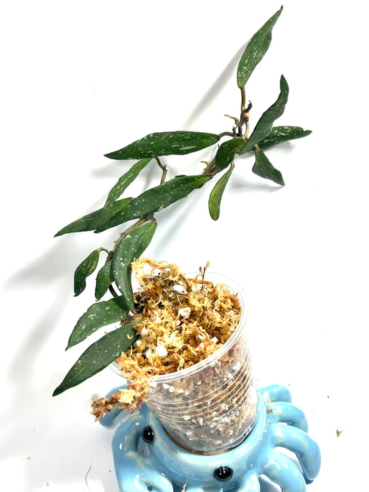 Hoya mirabilis splash - Unrooted