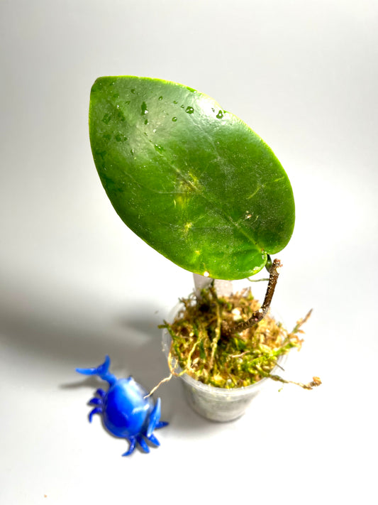 Hoya inflata - starting to root