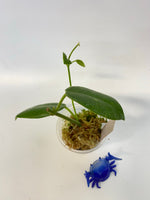 Hoya madulidii - active growth