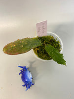 Hoya undulata - with active growth
