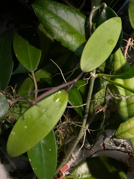 Hoya verticillata - fresh cut - 1 node - Unrooted