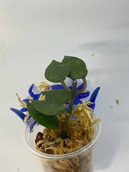 Hoya krohniana black - unrooted