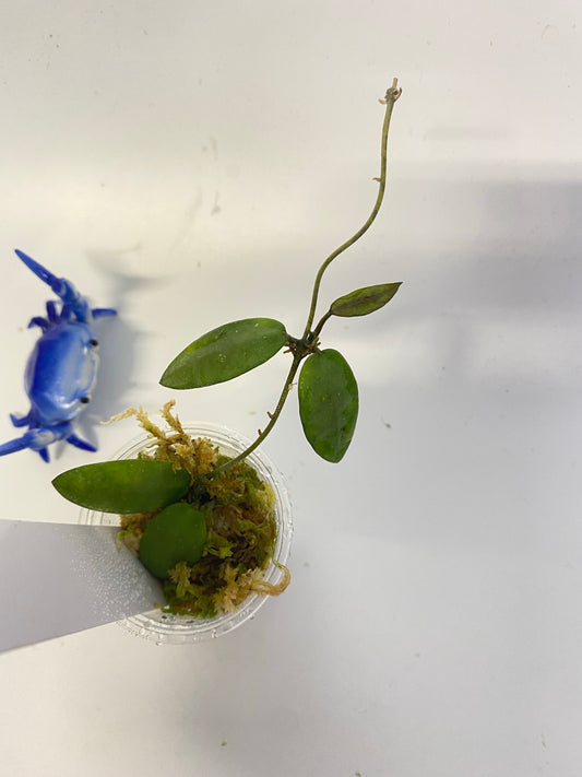 Hoya sigillatis alas river - active growth