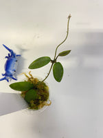 Hoya sigillatis alas river - active growth