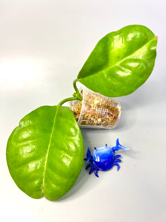 Hoya sp png sv 436 - fresh cut - Unrooted