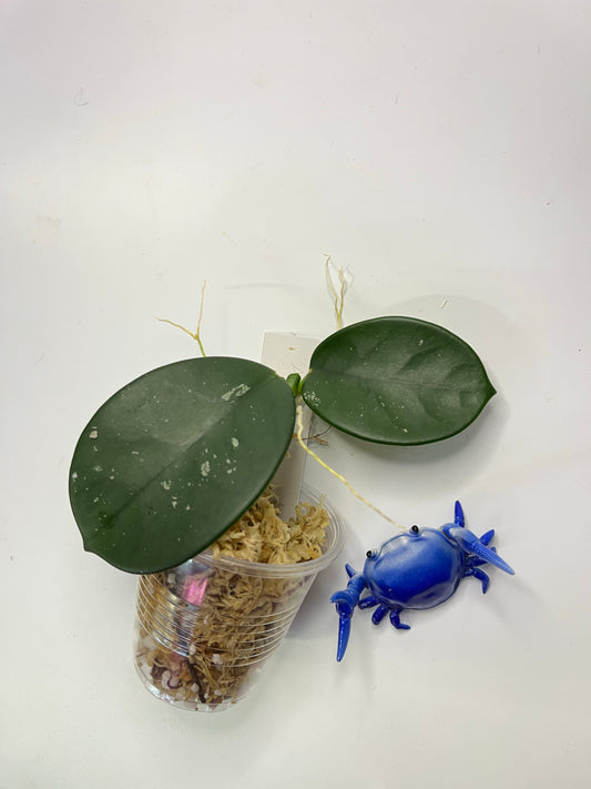 Hoya Ah-014 - unrooted