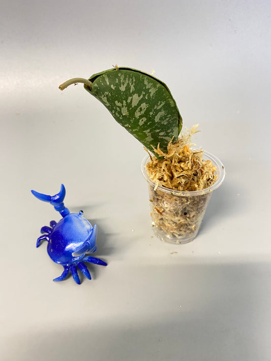 Hoya imbricata - barely starting to root