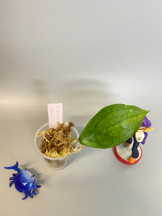 Hoya Jennifer - just starting to root