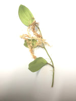 Hoya quinquenervia with roots.
