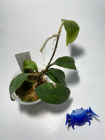 Hoya padangensis / uncinata- has roots