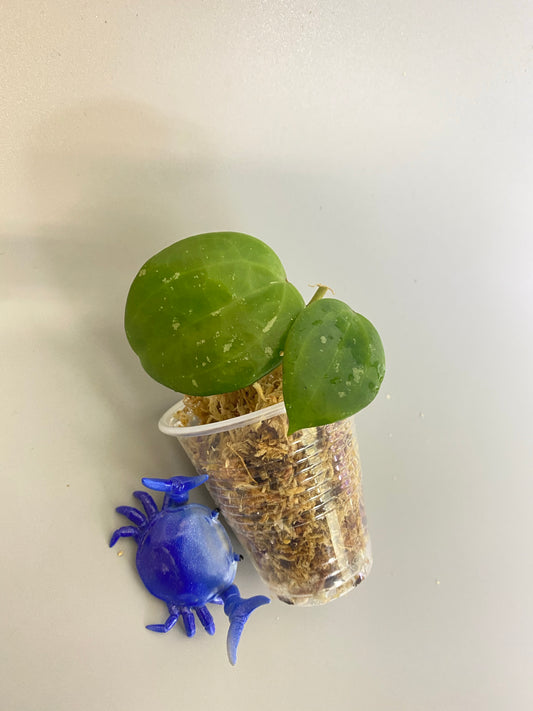 Reserved for Kimberlee - Hoya macrophylla snow queen - just starting to root. 1mm roots