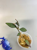 Hoya parviflora -unrooted