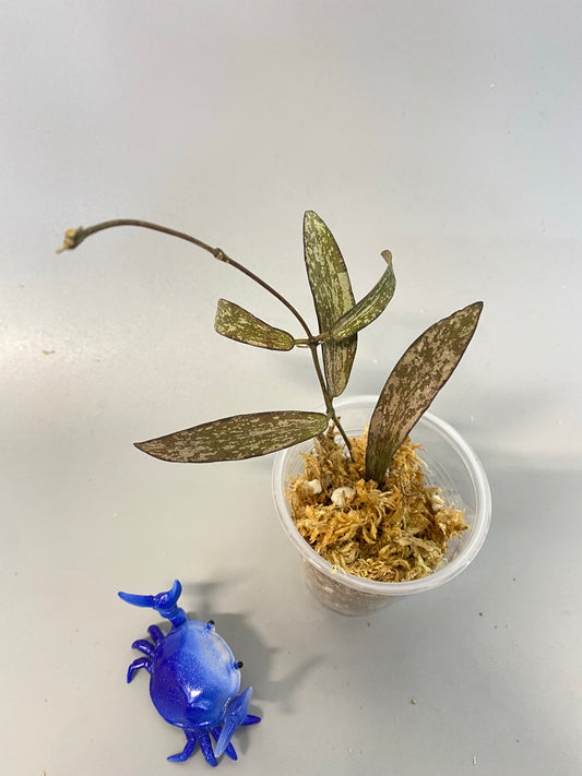 Hoya sigillatis - unrooted