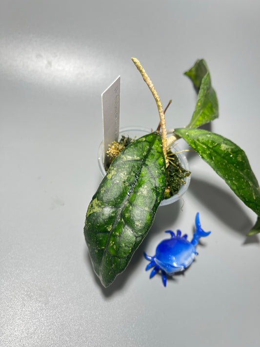 Hoya finlaysonii sukirin - rooted