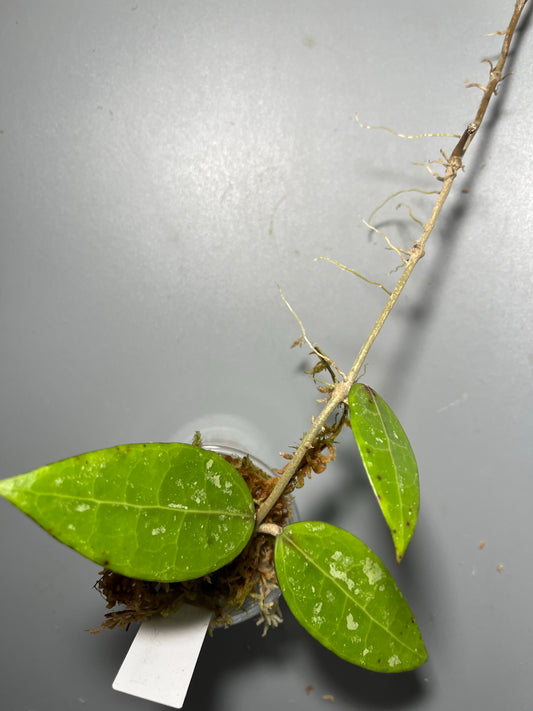 Hoya rhm 14-1 - has roots