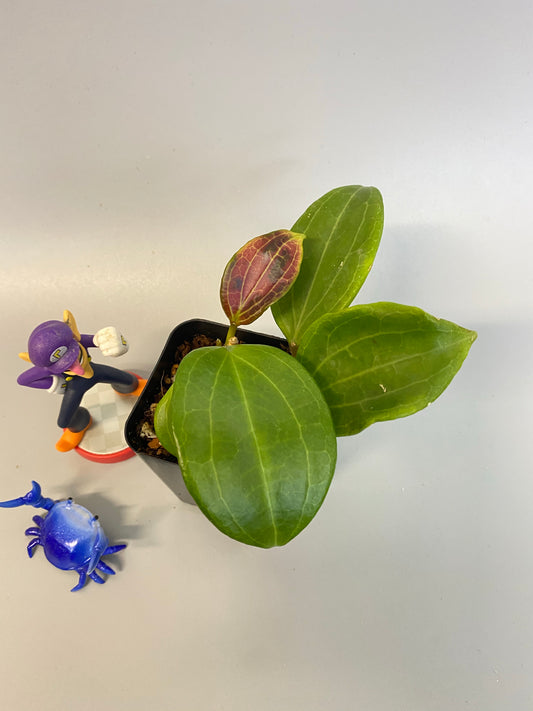 Hoya quinquenervia - new growth