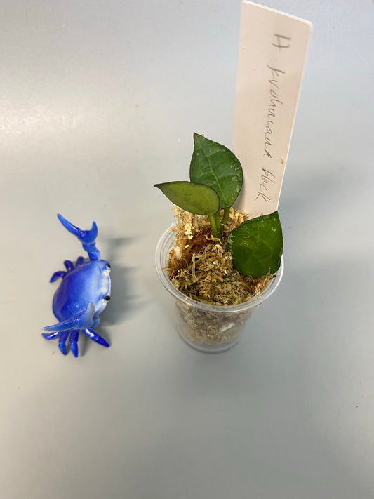 Hoya krohniana black - unrooted