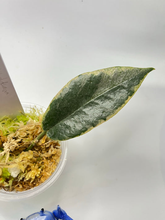 Hoya Archboldiana albomarginata - starting to root