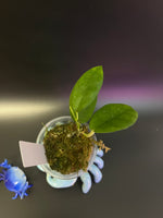 Hoya caudata hooker - active growth