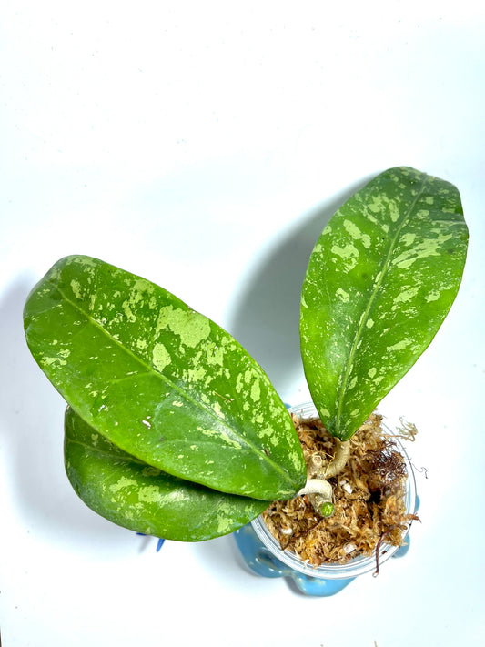 Hoya verticillata var hendersonii - unrooted