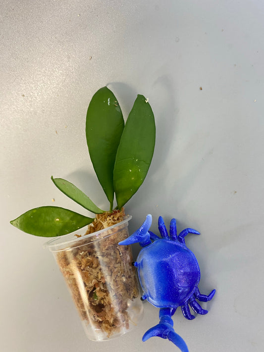 Hoya cv noona - unrooted