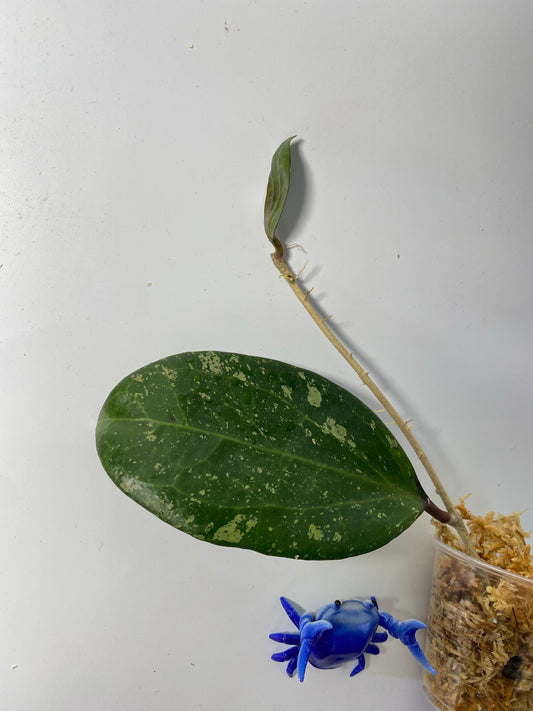 Hoya ‘Michele’ - unrooted