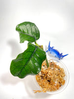 Hoya villosa - unrooted