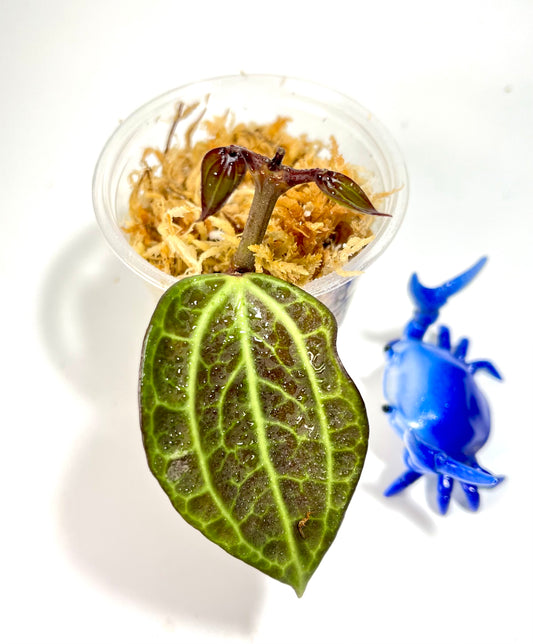 Hoya sulawesi GPS 8867  - Unrooted