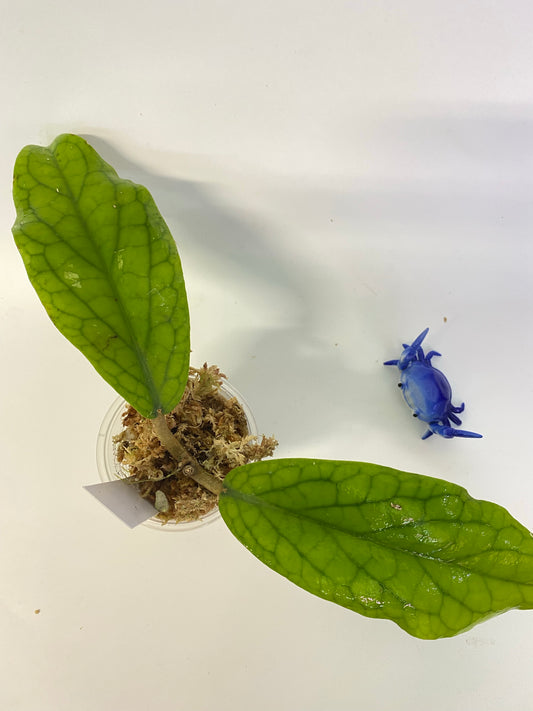 Hoya cv golden eye - has some roots