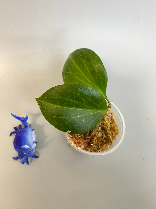 Hoya nicholsoniae - has some roots